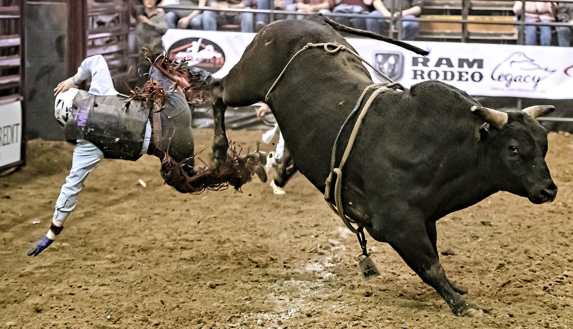 Image of a man being bucked off a bull