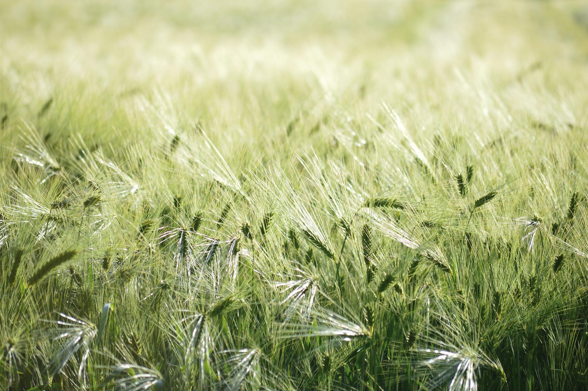 Image of wheat in a field