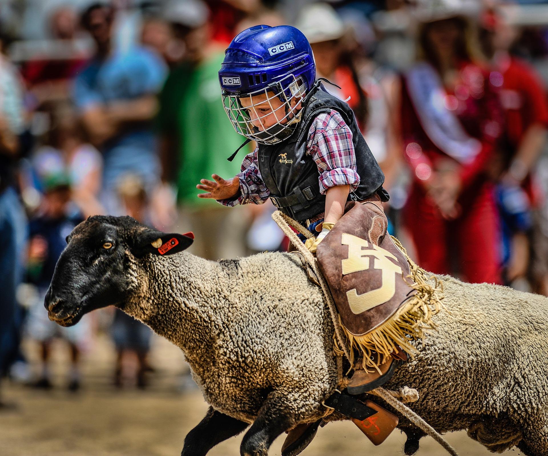 Image of a kid riding a sheep. He has a blue helmet on and is holding on