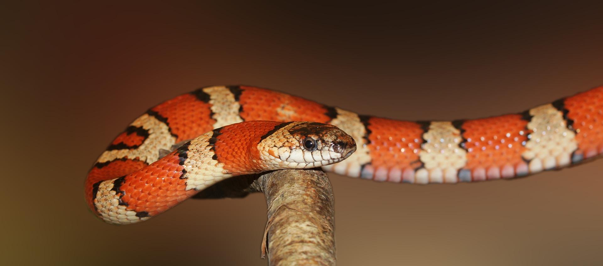 Image of a kingsnake on a branch