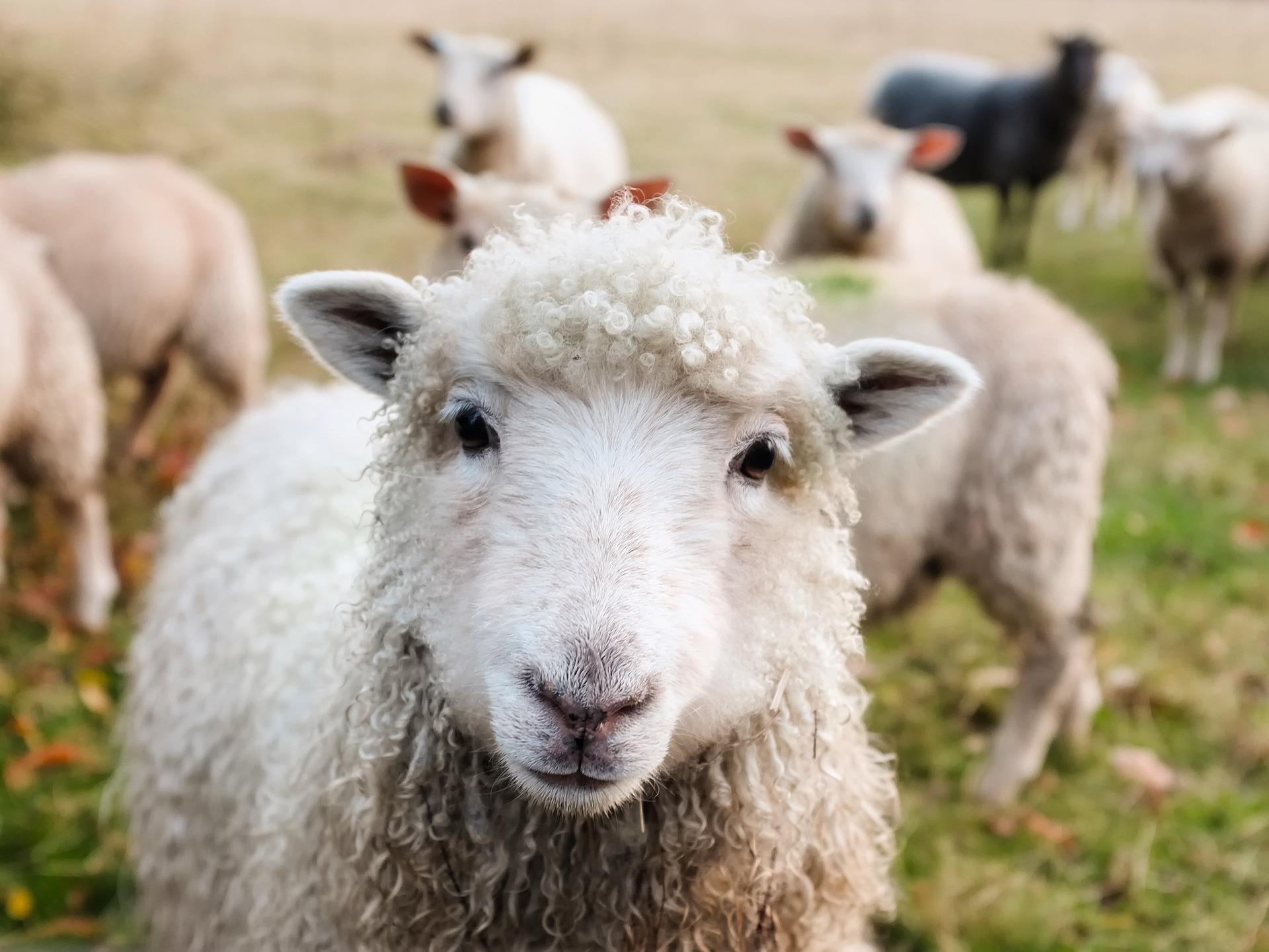 Image of a sheep looking deep into the camera