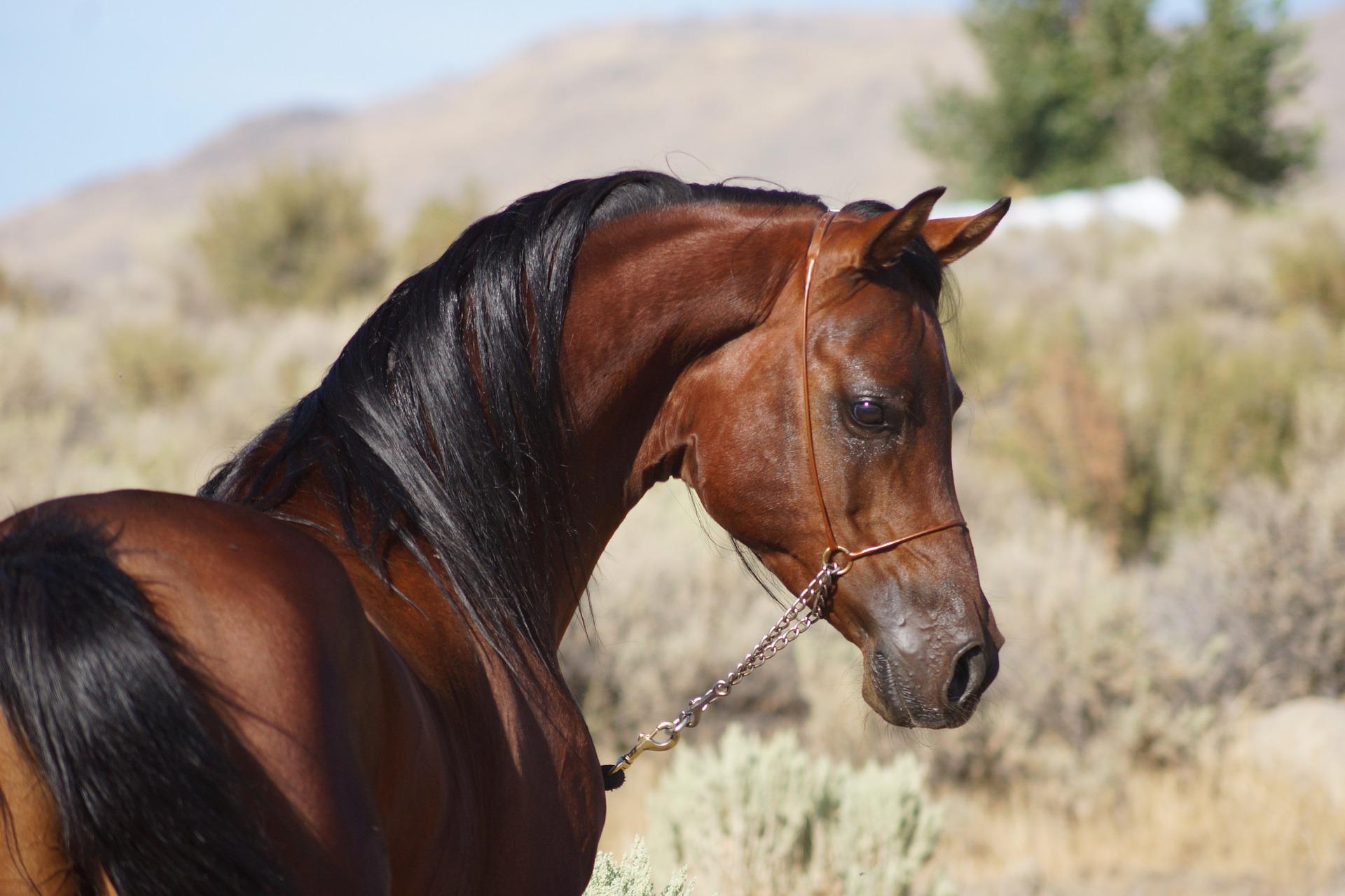 Image of a brown stallion with a lead on.