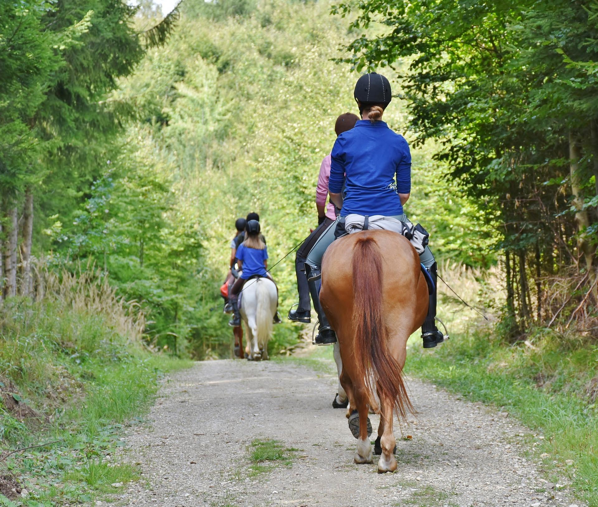 2 horses with 2 people on each walking down a wooded path